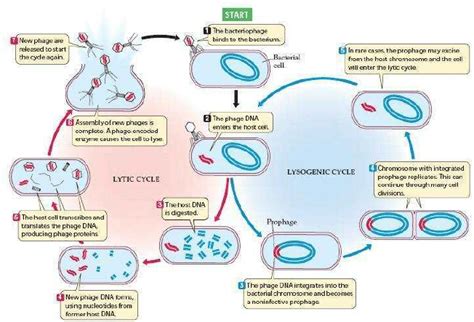 The Lytic and Lysogenic Cycles of Bacteriophage: Infection by viral DNA... | Download Scientific ...