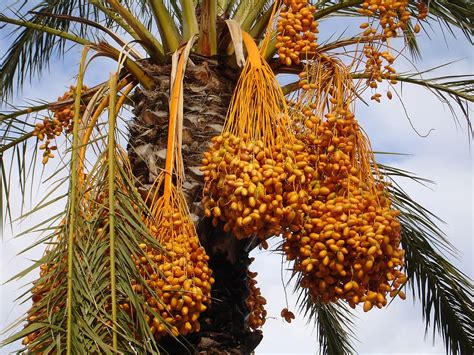 Date Fruit and Date Palm: Health Benefits of Date Fruits (Dabino)