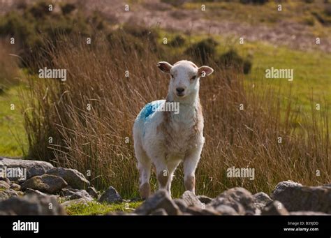 Welsh mountain lamb hi-res stock photography and images - Alamy