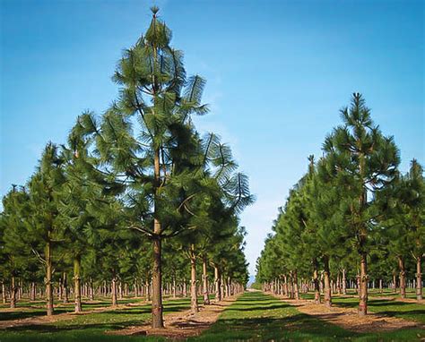 Ponderosa Pine Trees For Sale Online | The Tree Center