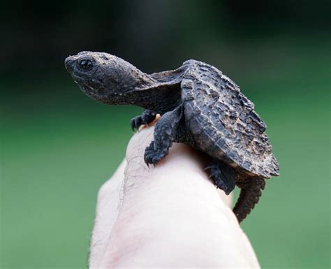 How to Care for Baby Snapping Turtles - Inland Aquatics