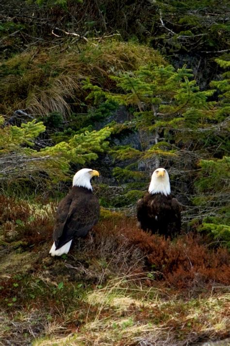 Hiking Trails in Juneau – Rain Forest Trail - Unplugged Adventures