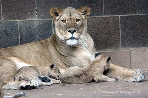 Lion Cub Love | Home With The Boys