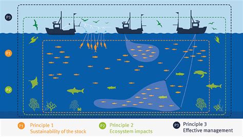 The MSC Fisheries Standard | Marine Stewardship Council