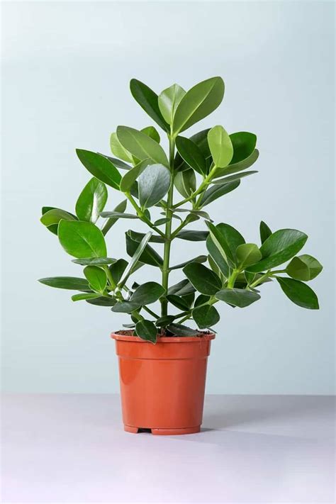 Clusia Princess - Indoor Plants | Plantshop.me