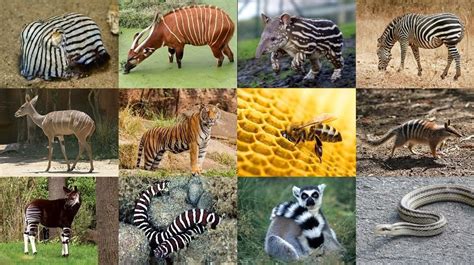 Striped Creatures Quiz