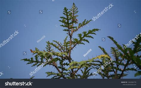 Beautiful Thorn Plant Forest Stock Photo 1262306779 | Shutterstock