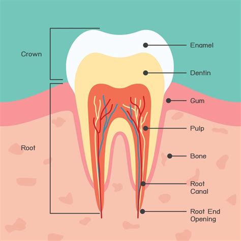 Anatomy Of The Tooth Diagram