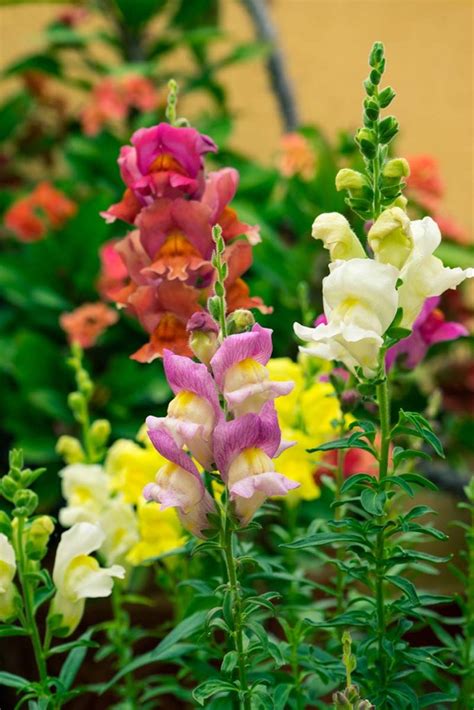 How to Grow and Care for Snapdragon Flowers (Antirrhinum Majus)