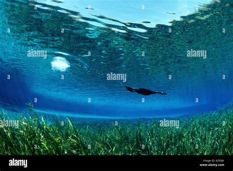 Cormorant underwater usa hi-res stock photography and images - Alamy