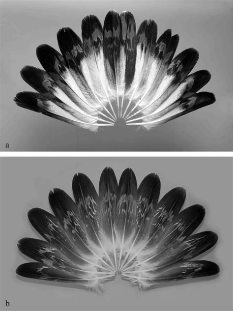 Thinking about Feathers: Adaptations of Golden Eagle Rectrices