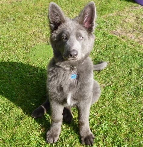 blue German shepherd...Beautiful | Shepherd puppies, Cute puppies, Blue ...