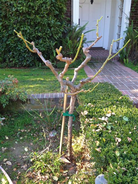 Aprille's SoCal Gardening : Rose Tree Pruning