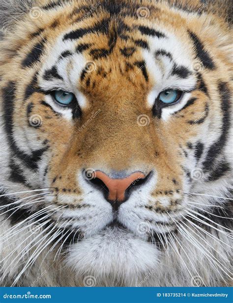 Closeup of an Adult Bengal Tiger with Blue Eyes Stock Photo - Image of jungle, beast: 183735214