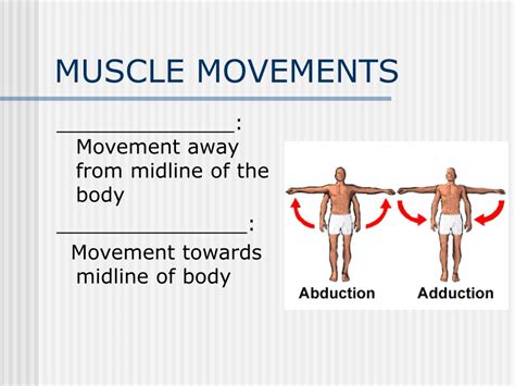 PPT - The Muscular System PowerPoint Presentation, free download - ID:757347