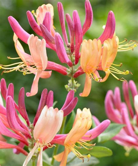 Types of honeysuckle: 10 beautiful varieties for your garden | Gardeningetc