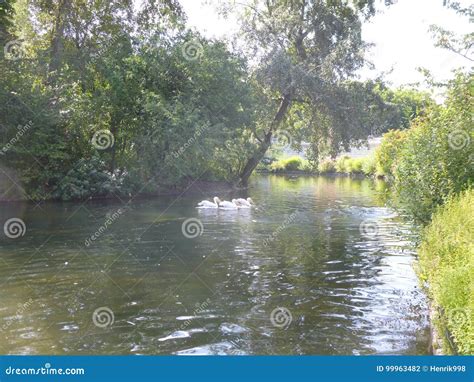 Lake of the St. James Park in London Stock Photo - Image of buckingham ...