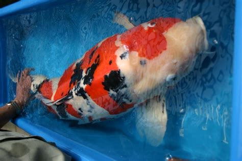 Biggest koi ever | Koi | Pinterest | Koi