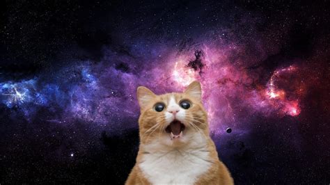 Space Cat Wallpapers - Top Free Space Cat Backgrounds - WallpaperAccess