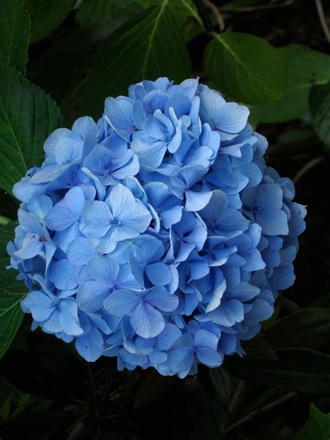 Japanese Blue Hydrangea | Blue hydrangea flowers, Peonies and ...