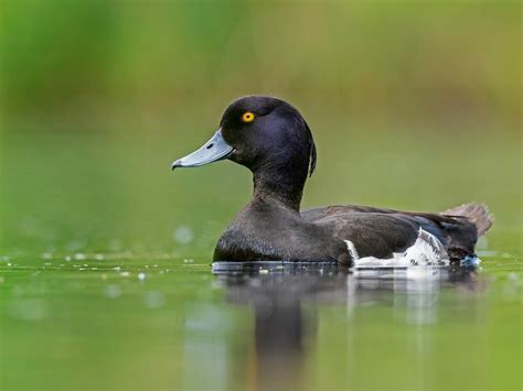 Tufted Duck Bird Facts (Aythya fuligula) | Birdfact