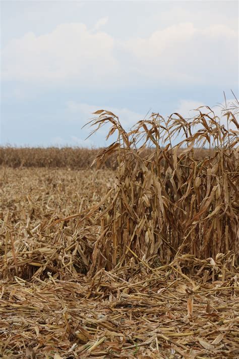 Corn Field Harvest - Free photo on Pixabay - Pixabay