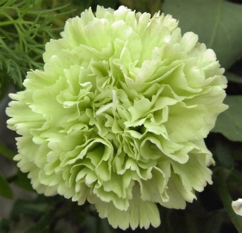 Free green carnation Stock Photo - FreeImages.com