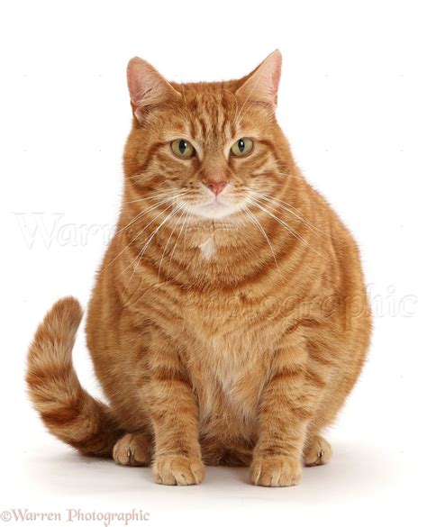 Fat Ginger cat photo WP44430