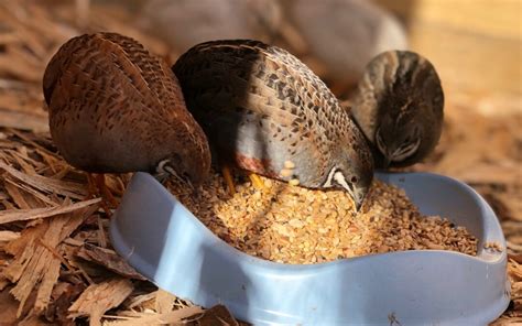 feeding quails Archives - Topflite Ltd.