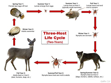 Deer Life Cycle Stages