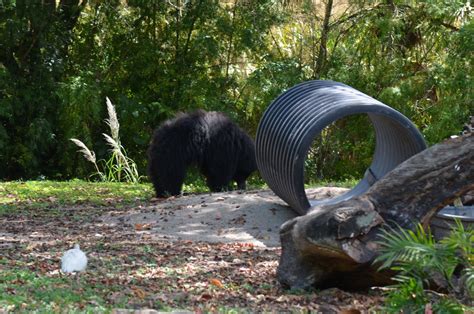 Sloth Bear Habitat - ZooChat