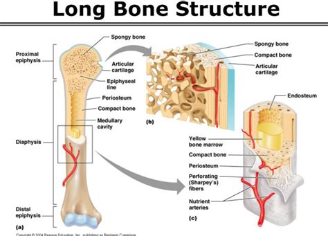 Found on Bing from www.studyblue.com | Human bones anatomy, Basic anatomy and physiology, Human ...