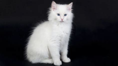 3 Interesting Facts About A Pure White Ragdoll Cat - Ragdollcare