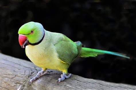 Parrot Price In India (Different Legal Breeds) (2024)