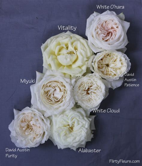 The White Garden Rose Study with Alexandra Farms – Flirty Fleurs The Florist Blog – Inspiration ...