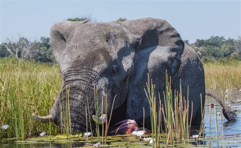 Okavango Delta Wildlife Guide