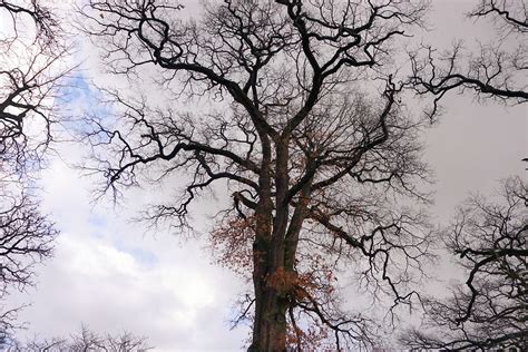 Tree Crown Sky · Free photo on Pixabay