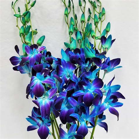 Blue Dyed Dendrobium Orchid