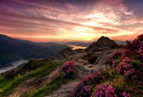 HD wallpaper: pink petaled flowers wallpaper, the sky, grass, mountains ...