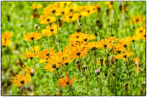 Kirstenbosch Botanical Garden on Behance