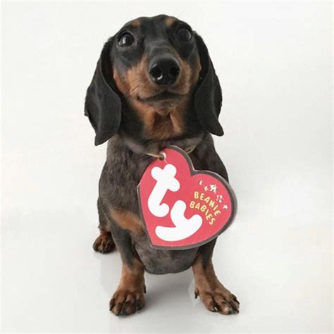 Top 10 Printable Halloween Costumes For Wiener Dogs