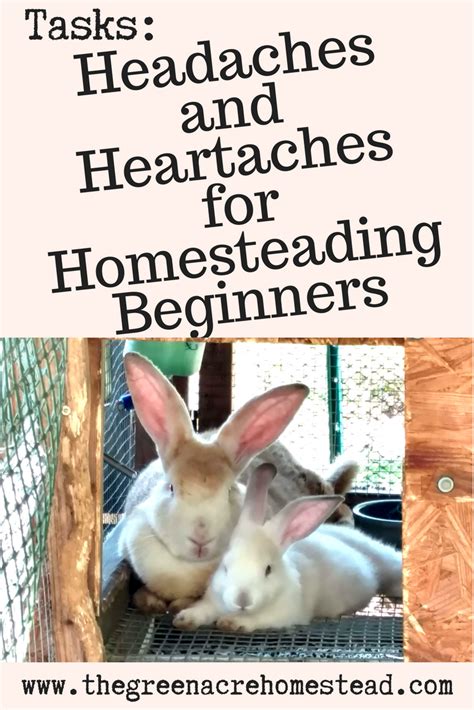 Homesteading tasks for beginners – Artofit