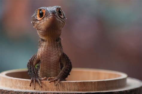 Cute Dragon - Cute Dragon | Cute lizard, Red eyed crocodile skink, Cute ...