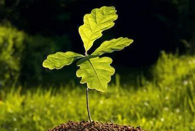 You Are An...Oak Tree - Cincinnati Zoo & Botanical Garden