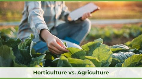 Horticulture vs. Agriculture: Understanding Farming Methods