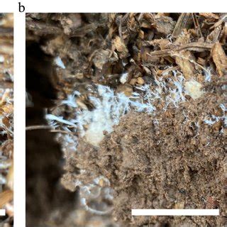 (PDF) Mushroom cultivation for soil amendment and bioremediation