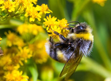 Meet the Bees: Bumblebees and Buzz Pollination - BeeswaxCo.com