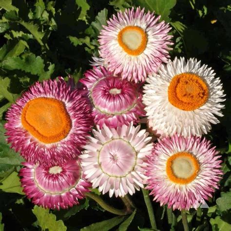 Strawflower Seeds - Tall Mixed | Sow True Seed