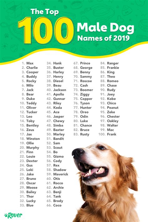 Most Popular Dog Names in the USA | Dog names, Dog names male, Cute ...