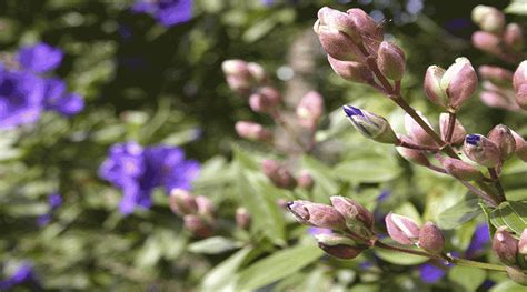 what is Tibouchina Tree? - Farmer Planting